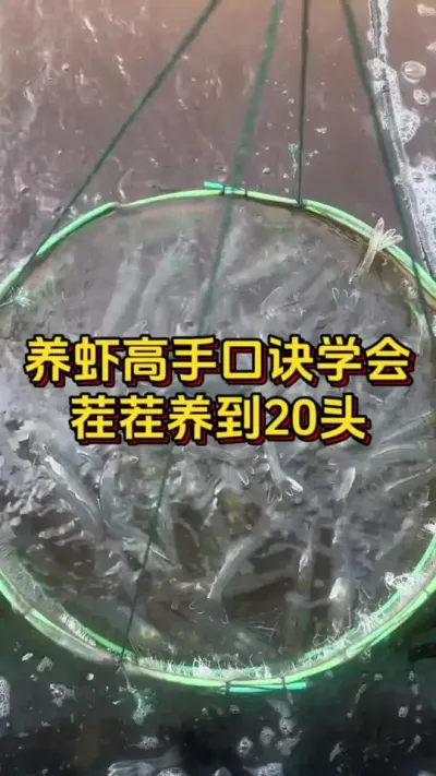 高手养虾口诀，学会茬茬养到20头#养虾人 #水产人 #南美白对虾 #嘉骏集团 #嘉骏新水产
