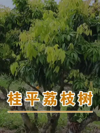 ƽ֦#ɽ֦#ũҵҵ#ũ2025#ֹ#֦ݪֲ@