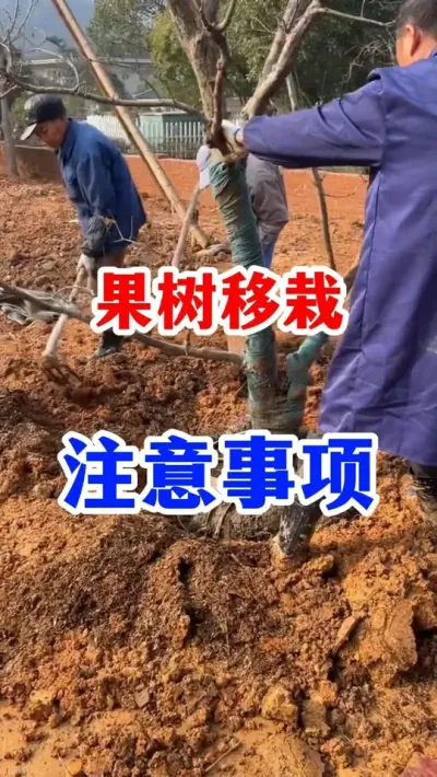 ũؿԵҪע߲#ݪֲС #ˮ #ũҵ #԰ #ݪֲ #ũҵݪֲ