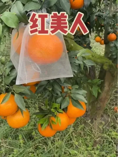 红美人成熟了#新农人计划 #红美人柑橘 #爱媛38号果冻橙 #抖音助农 #三农