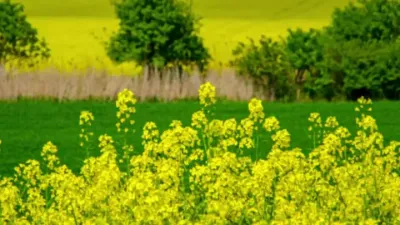 Ͳݪֲ Ͳ˵ĳ߲ݪֲ#߰ #ũҵ֪ʶ #˿һ # #ũҵũ