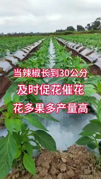 必看！番茄催花坐果，这样做产量飙升 #辣椒高产 #三农