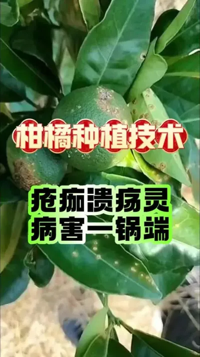 һ#ݪֲ #ũ #ٹ # #ũݪֲ