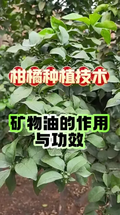 #dou上热门 柑橘红蜘蛛打不死？蚧壳虫反复爆发？矿物油&ldquo;一药多效&rdquo;的正确打开方式，果农必看！#柑橘种植 #矿物油 #三农种植 #赣南脐橙