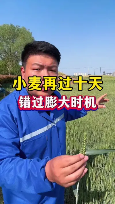 再过十天！小麦错过膨大时机！ #小麦种植 #小麦膨大剂 #种植小技巧 #苄氨烷醇