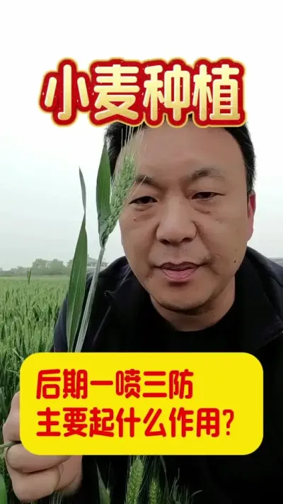 小麦后期一喷三防主要起什么作用？#一喷三防 #小麦管理技术