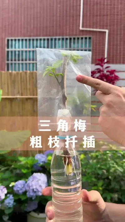 ÷֦ǤҪɻʸ#÷ #ֲ #С֪ʶ