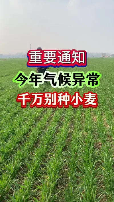 ѣС磡 #Сݪֲ #Сʱ #ݪֲС