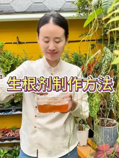 Ҫ# #С֪ʶ #С #ֲ #