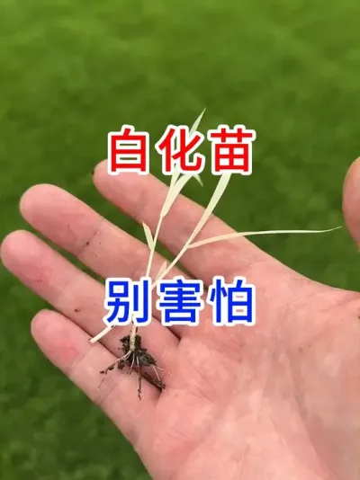 白化苗？别害怕 #水稻种植  #分享农业知识帮农民增产增收  #农业种植  #种植技巧