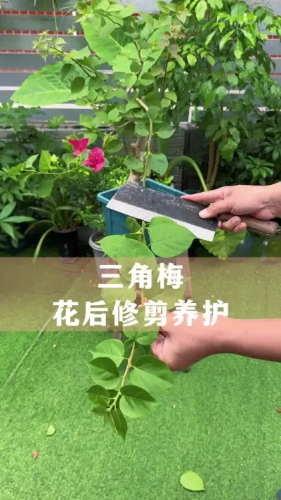 ÷껨޼ܿλ#÷#ֲ #С֪ʶ