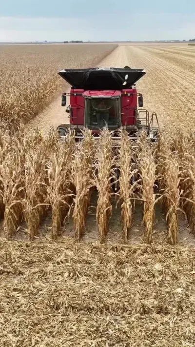 第1965集｜籽粒玉米收获！