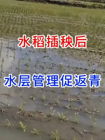 水稻插秧后水层管理促返青 #春耕农忙进行时   #水稻种植交流   #水稻田管理  #分享农业知识帮农民增产增收