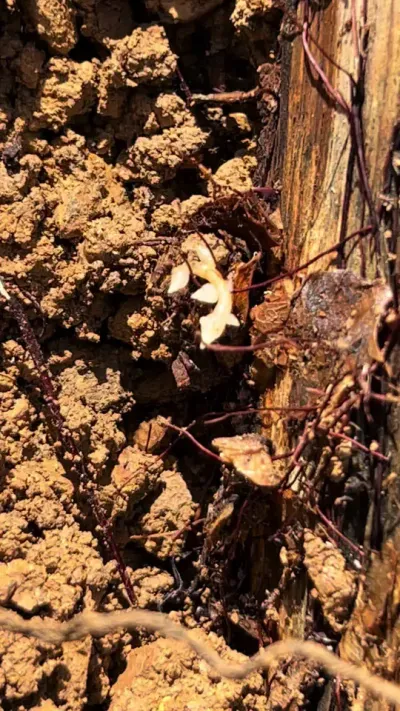 ԭѾֽ #ũ #Ҫ?? #ũݪֲ @С