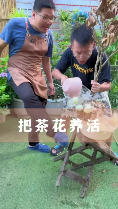 ��������Ĳ軨��Ҫ��ô��#�軨 #������ֲ #����С֪ʶ #������������