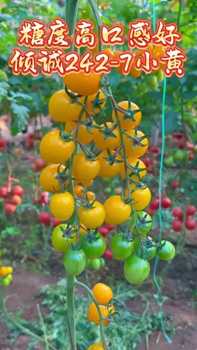 ζСƷǶȸڸкֵ#ũ #ǿƼ #ũ #ݪֲ #ũҵ