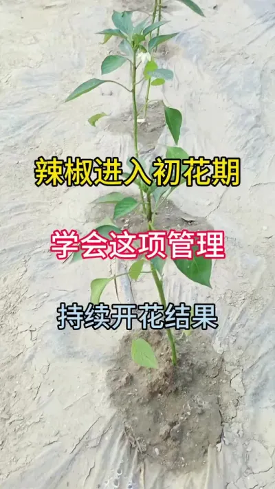 ѧһŻЧ #ũ #ũҵݪֲ #ݪֲ