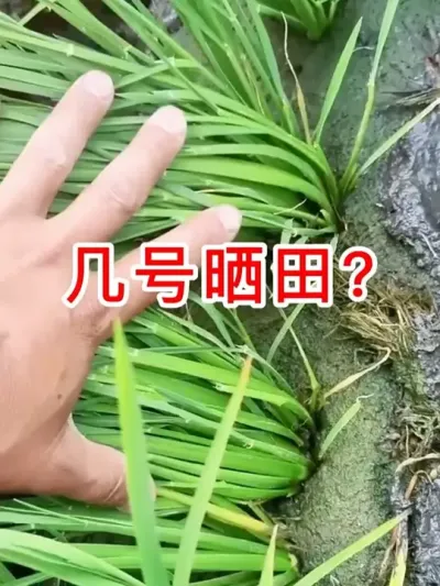 ����ɹ���� #������ũ֧����ũ #�������ղ���Ӳԭ�� #������ũ #ũҵ #ũҵ�����ƹ�