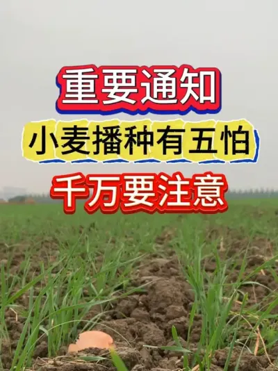 С£ #Сݪֲ #С #ݪֲС  #ũҵݪֲ #С߲