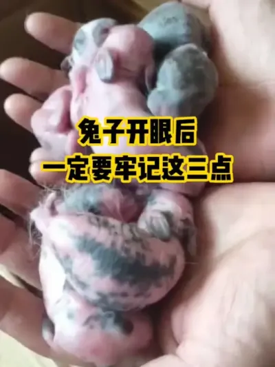 兔子开眼后，一定要牢记这三点#抖音三农#养殖#养兔