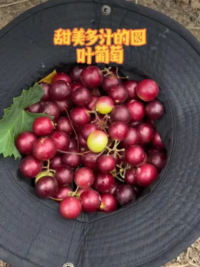 ۶֭ԲҶƷ# #ũҵݪֲ #ԲҶ #С˵ #