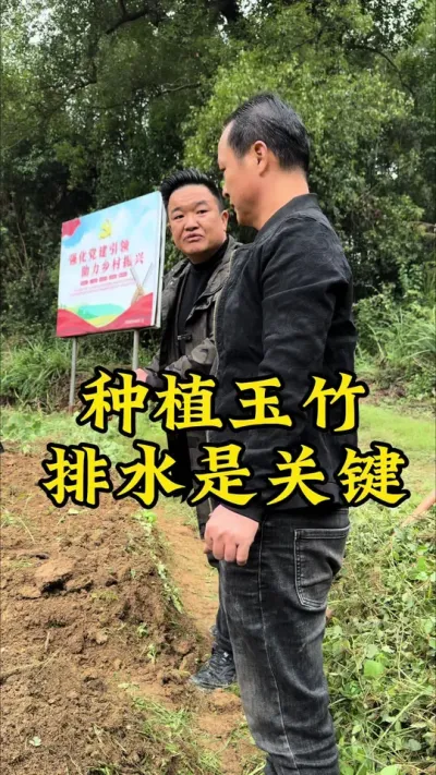 种植玉竹，排水是最重要的一项工作，未来一定是半机械化的模式！ #玉竹#中药材#种植小技巧 #抖音助农#新农人计划