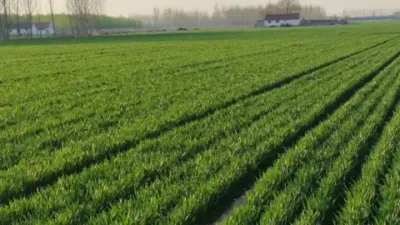 Сݪֲ Сĳ߲ݪֲ#ũֵؽֹװ #ͷҵ̨ #ũҵ֪ʶ # #ũҵũ