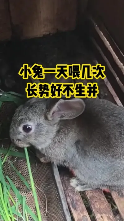 小兔一天喂几次，长势好不生并#抖音三农#养殖#养兔