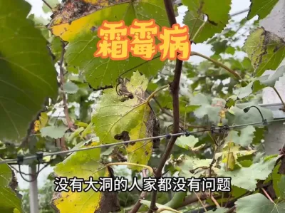 й˪ùķ# #ݪֲ #ũҵݪֲ #˪ù #˪ù