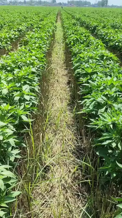 #��ũ #ũҵݪֲ #����ݪֲ #���������