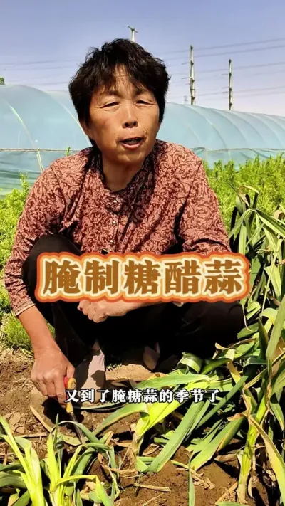 又到了腌糖蒜的季节了，你喜欢吃糖蒜吗？赶紧行动起来吧！#糖蒜怎么腌才好吃 #腌糖蒜 #三农 #蔬菜杨大姐 #糖蒜 @DOU+小助手 @DOU+上热门 @抖音创作小助手