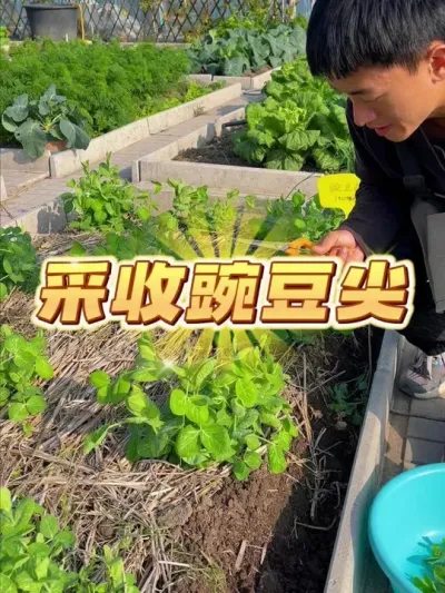 㶹~ #ݪֲС #עһѧֲ #ֲ #㶹 #ԼֵĴȻɫ߲