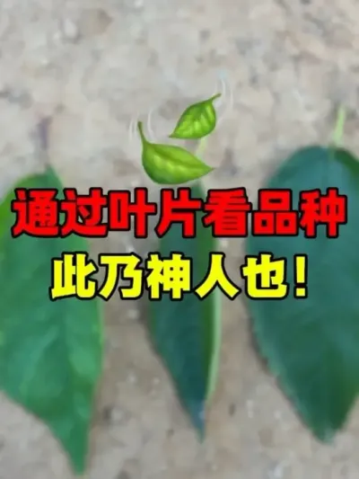 ɵˣƾҶϳӣƷ #Ӵӣ##ũҵݪֲ#ũ