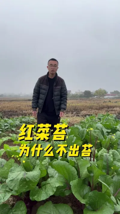 红菜苔为什么不抽苔？#种菜小技巧 #家庭种植 #种植小技巧 #学种菜 #关注我一起学种菜