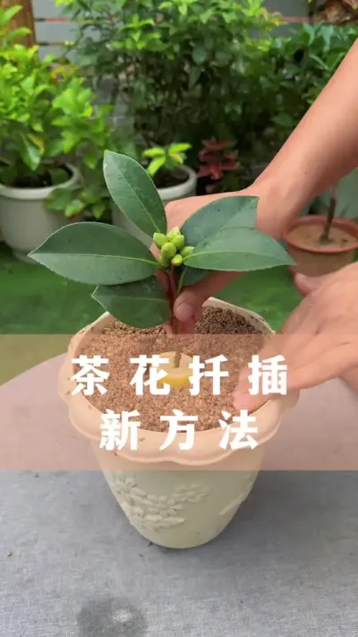 軨ǤҪ#軨 #ֲ #С֪ʶ #