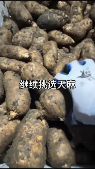 ѡ #ũݪֲ #ֱ #ũƷ  @С