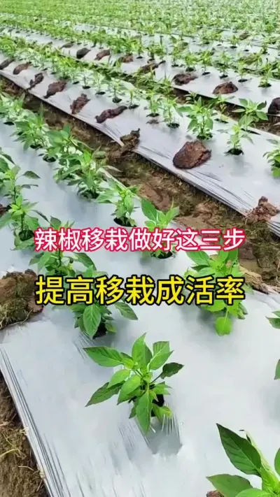 Գɻ #ũ #ݪֲ #ũҵݪֲ