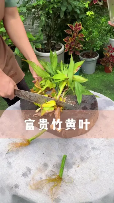 ҶҶѧһñ# #ֲ #С֪ʶ