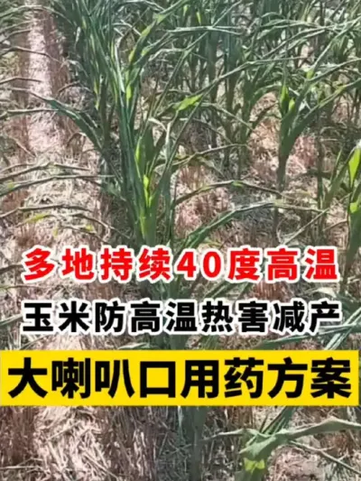 һ40ȸȺȿڸ߲ƻ #ݪֲ #׸߲ݪֲ #ݪֲ #׹ #ݪֲ