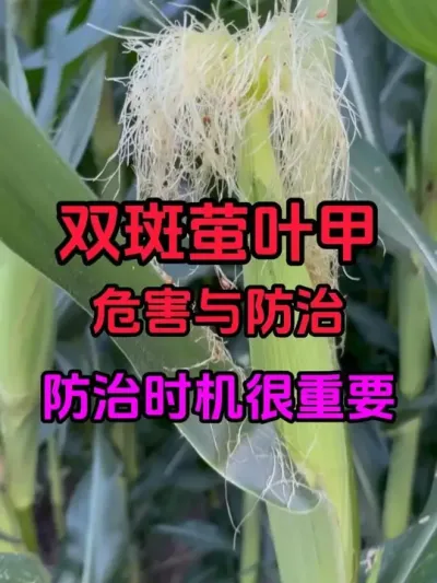 98СÿƼĶ 溦ηɵ˫өҶ׵Σ#ײ溦 #˫өҶ #ݪֲ