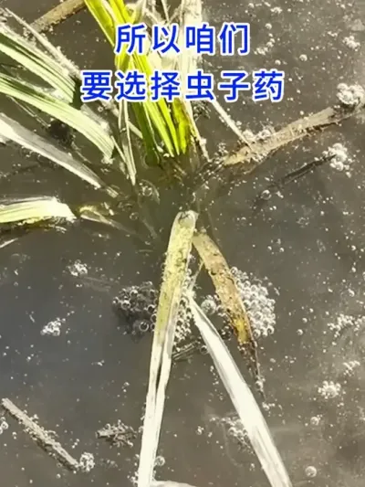 插秧时带虫子药了还用再防潜叶蝇吗？ #病虫害防治  #水稻种植交流  #分享农业知识帮农民增产增收  #农业种植