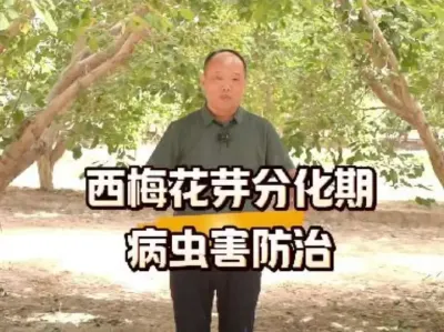 ÷ѿֽڵĲ溦#ѿֽ#ũ#ũշͬ#÷ݪֲ