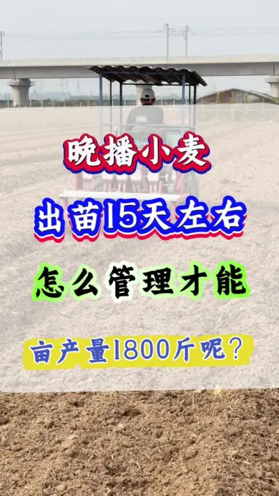 С߲ СôŻĶ1800#С#Сݪֲ#С#С߲#СݪֲС