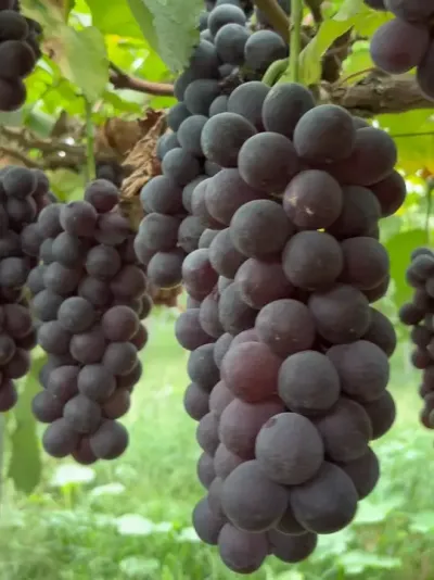 Ⱦ޷ȫ״̬# #Ⱦ޷ #ݪֲ #޷