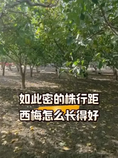 ܵо÷ܳú#ݪֲ #ũ #ũշͬ #÷ݪֲ