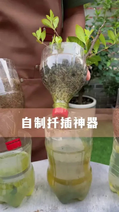 Ǥϲʲôʲô#ֲ #С֪ʶ #İ