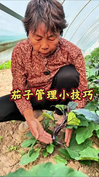茄子整枝打岔，第一朵花要不要留#三农 #种植小技巧 #茄子 #蔬菜杨大姐 #茄子种植 @抖音创作小助手 @DOU+小助手 @DOU+上热门