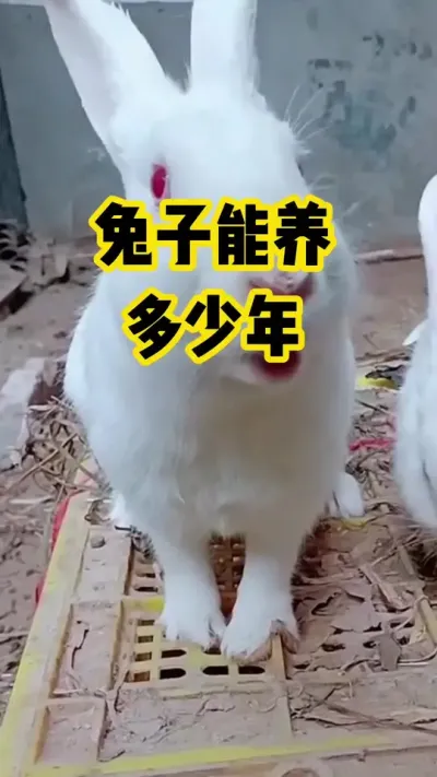 兔子能养，多少年#抖音三农#养兔#养殖