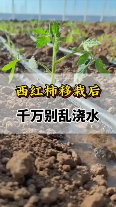 西红柿移栽后，千万别乱浇水#种植小知识 #农业种植 #西红柿种植 #西红柿高产