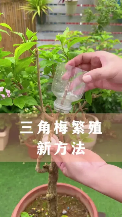 ����÷������Ҫ��#����÷ #������ֲ #����С֪ʶ #������������